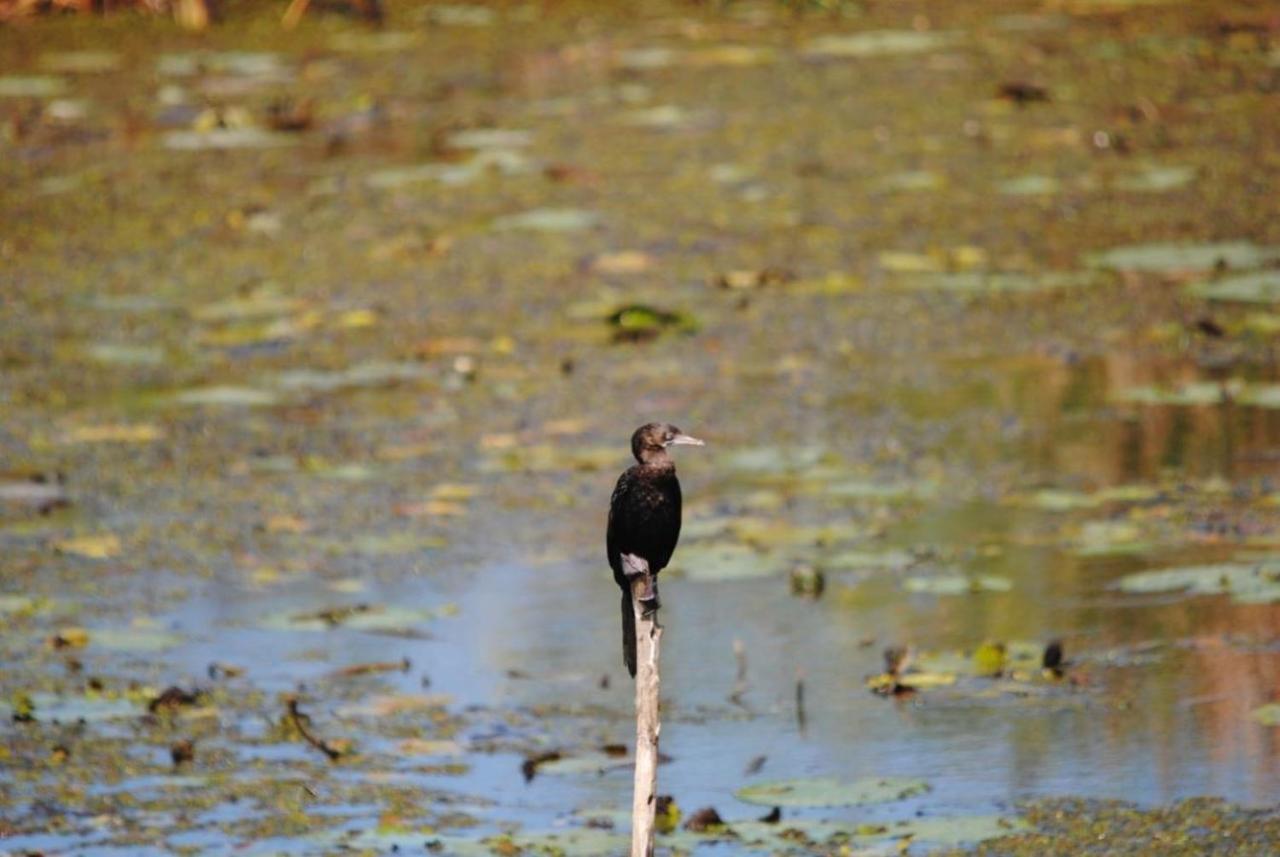 Hotel Three Little Birds Tangalle Esterno foto