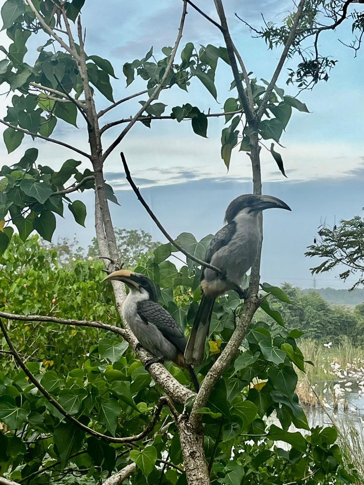 Hotel Three Little Birds Tangalle Esterno foto